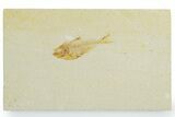Juvenile Fossil Fish (Diplomystus) - Wyoming #357665-1